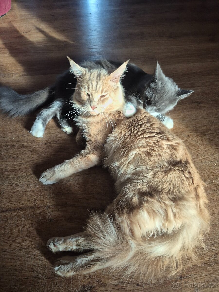 Mainská mývalí koťátka bez PP - 4