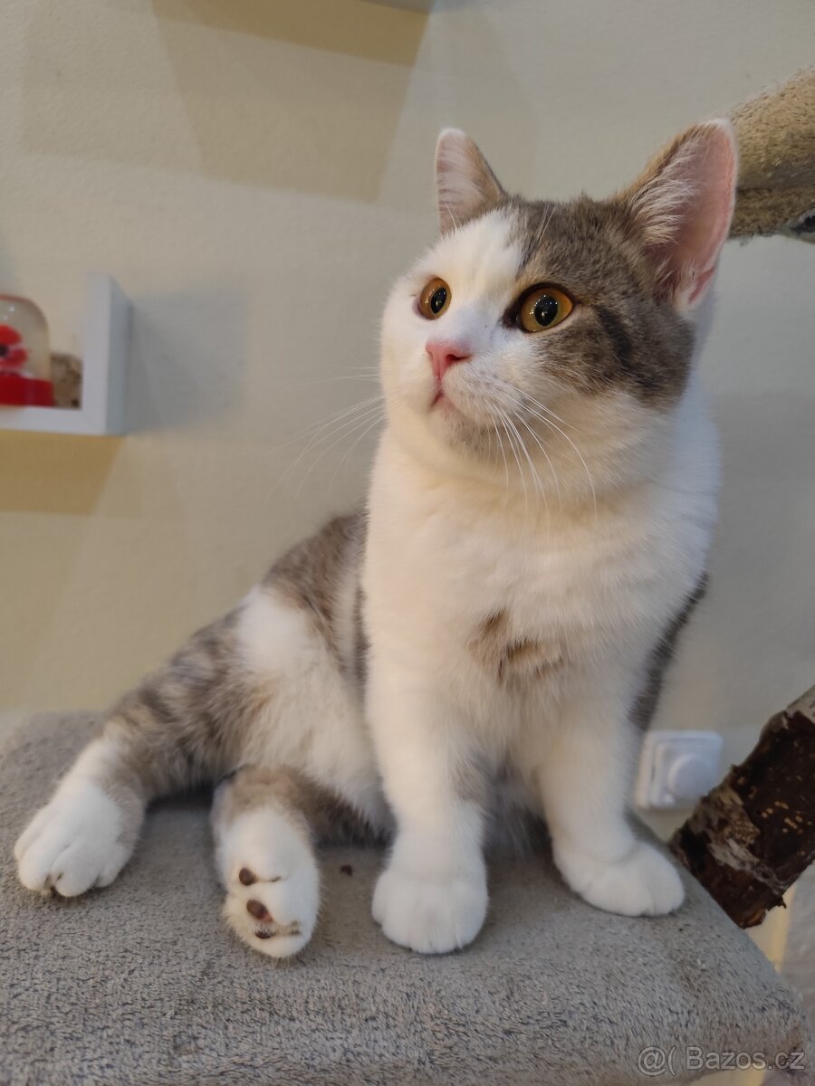 Britská modrá koťátko - 4