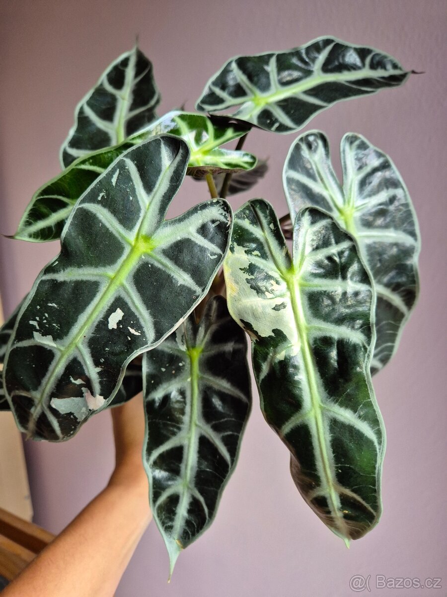 Alocasie - hlízy, rostliny - 4