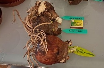 3x Amaryllis - Amarylis - 4