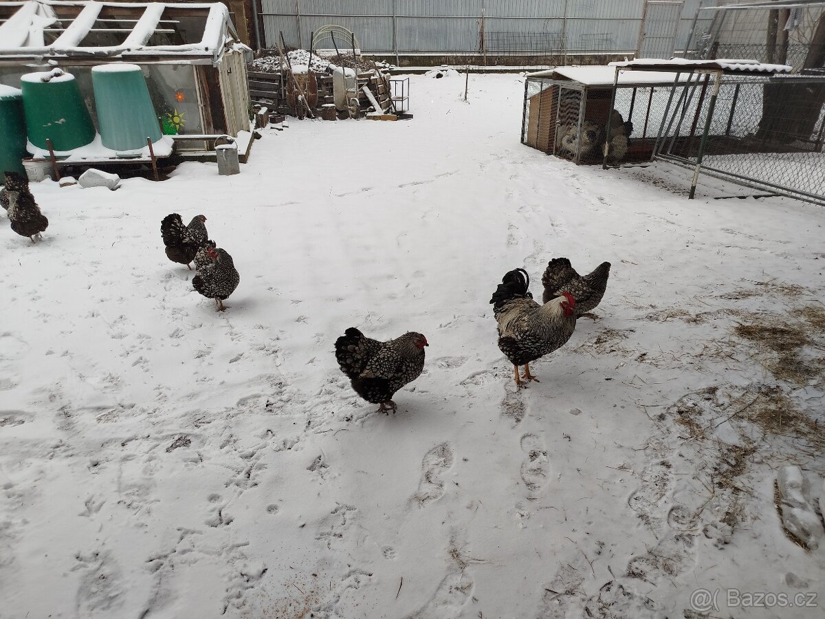 N.V.wyandotka velka - 4