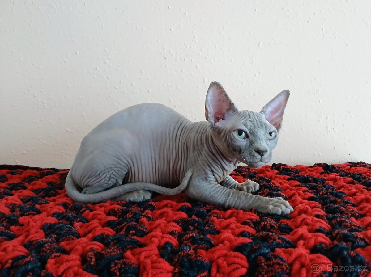 Kanadský sphynx PP - 4