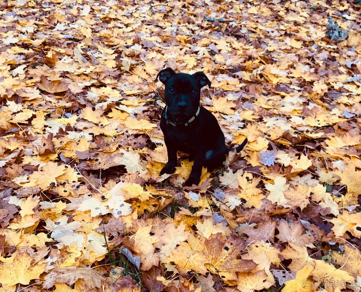 Stafordšírský bulteriér s PP - 4