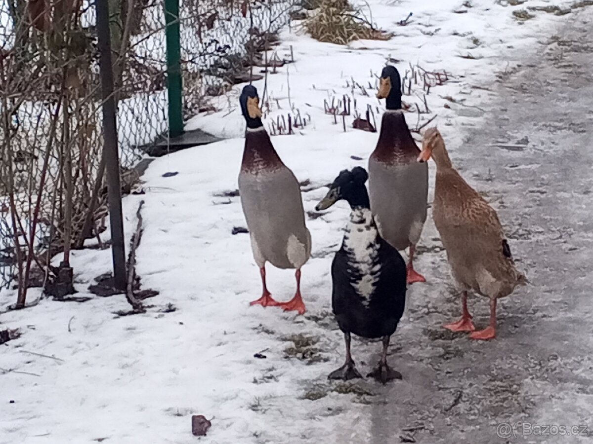 Běžec indický dva samci - 4