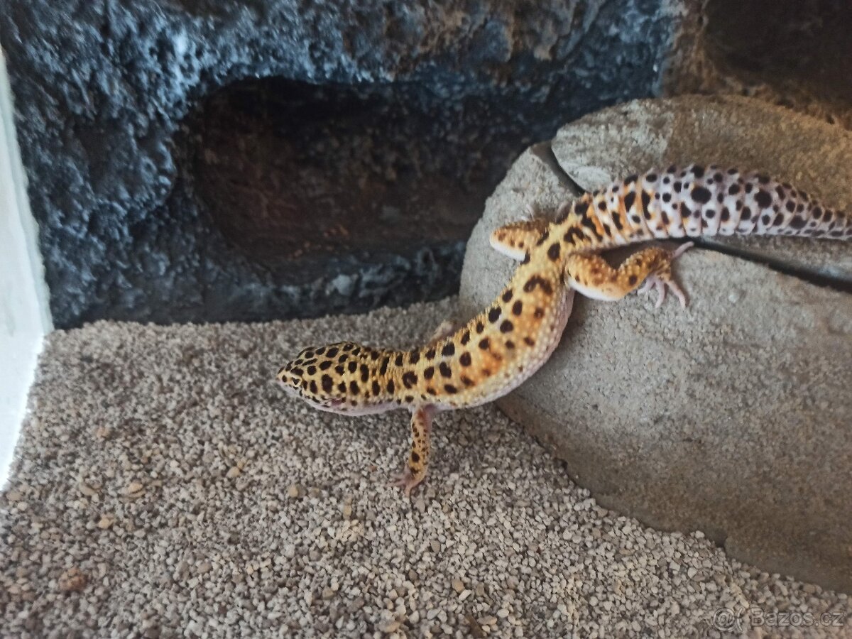 Gekončík nočni dospělí samec 2roky - 4