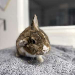 Muffinka, zakrslý králíček - 4