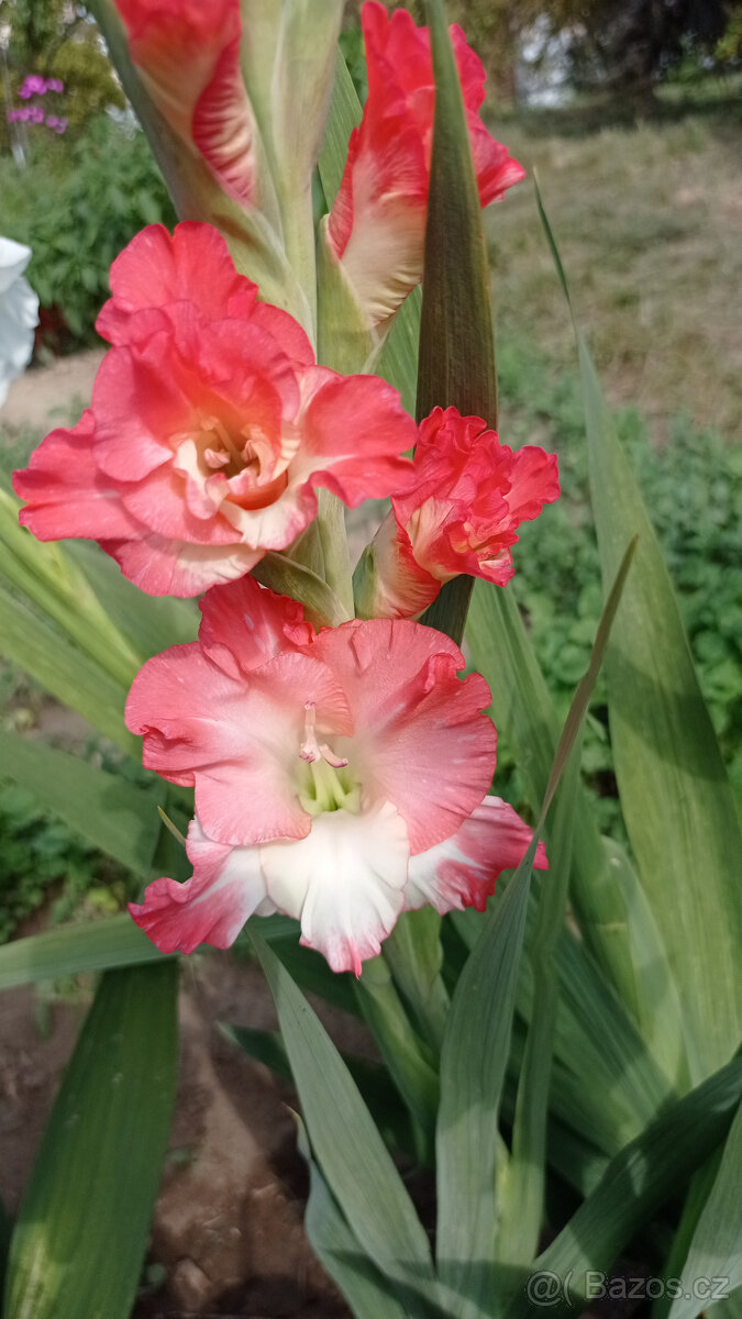 Cibule MEČÍKů - - - viz text a foto - 4