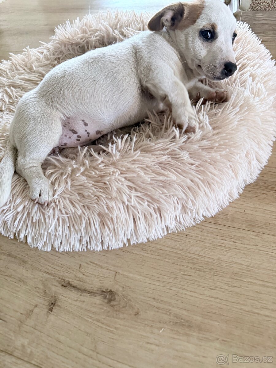 Jack russell teriér - 4