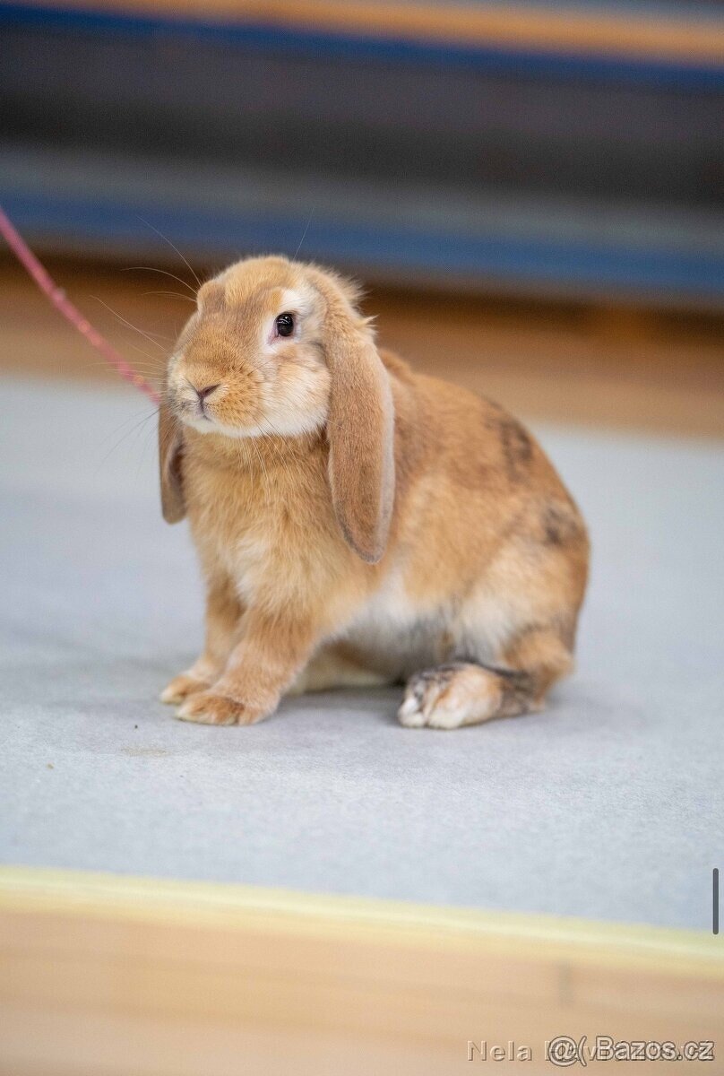 sportovní králík s pp - Assassin’s - 4