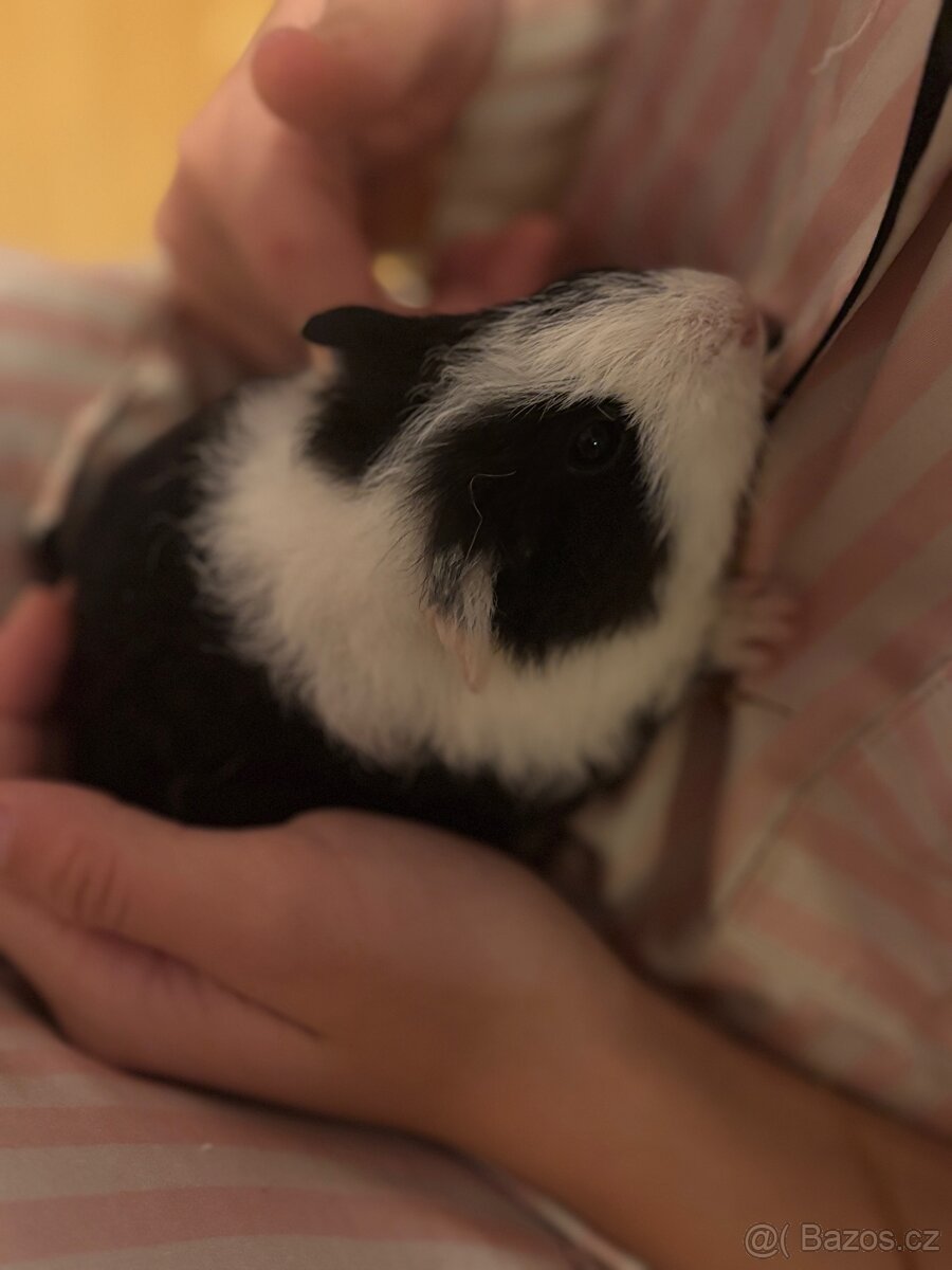 Dvě morčecí holky s klecí REZERVACE - 4