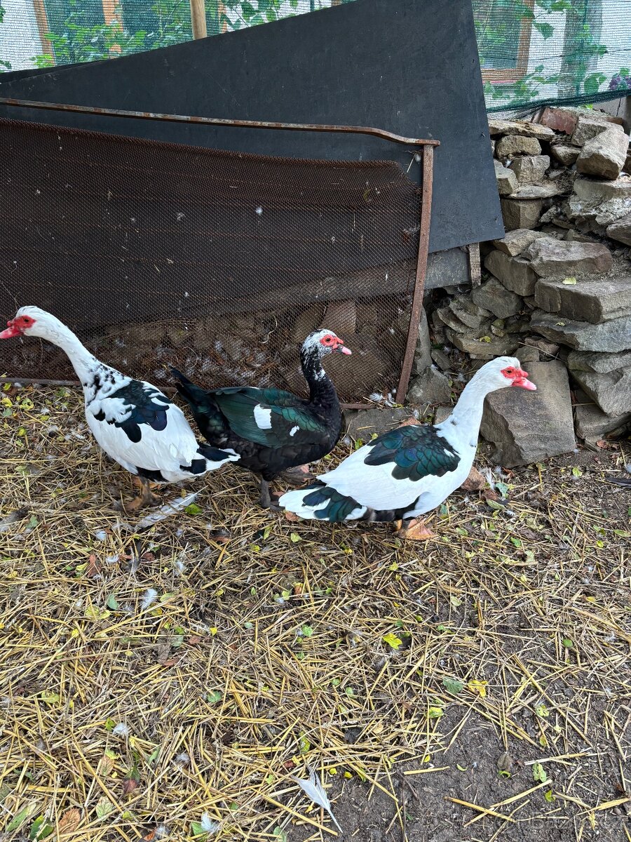 Kačer - Pižmovky - 4