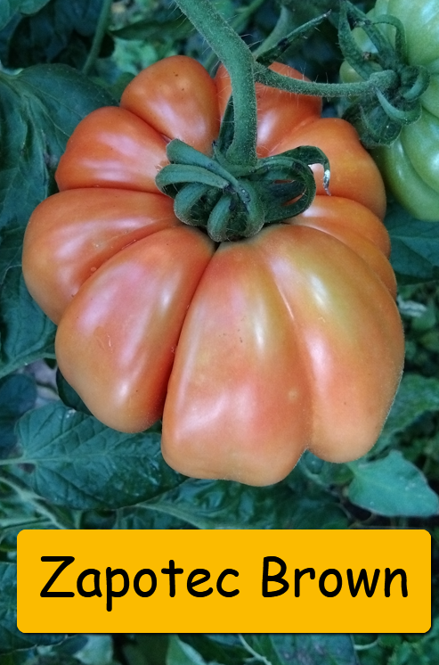 Semínka rajčata tyčkové - různé druhy - 4