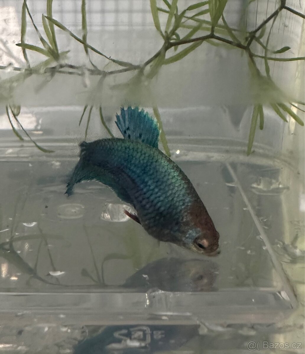 Betta- plakat - 4