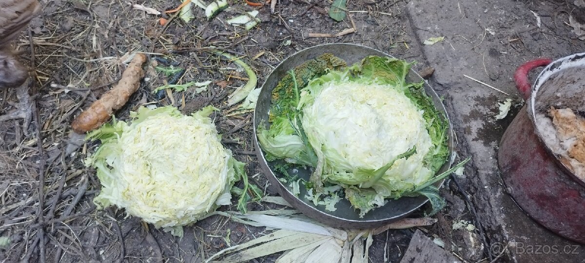 Krmná kapusta - 4