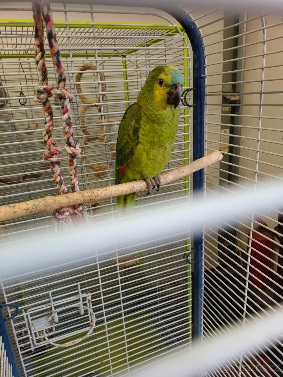 Amazoňan modročelý - 4