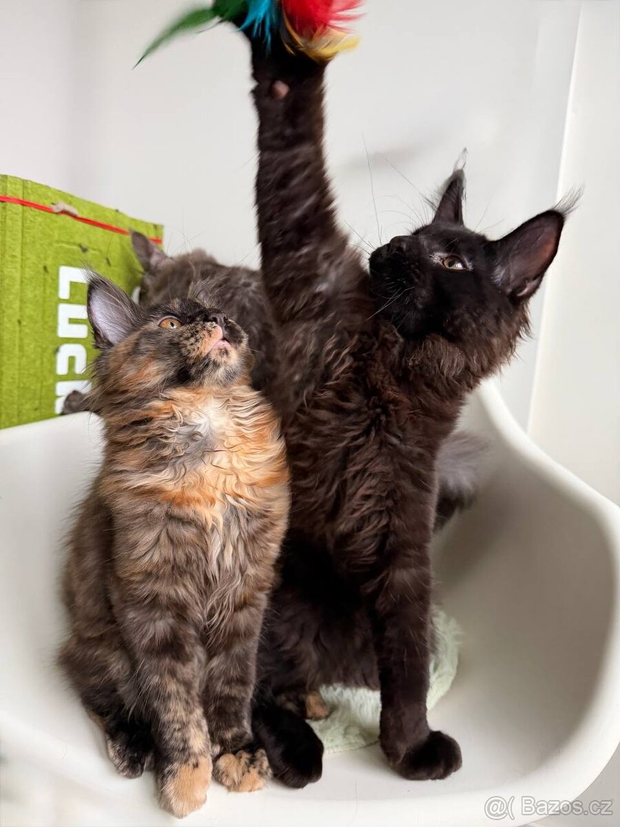 Mainská mývalí koťátka s PP - 4