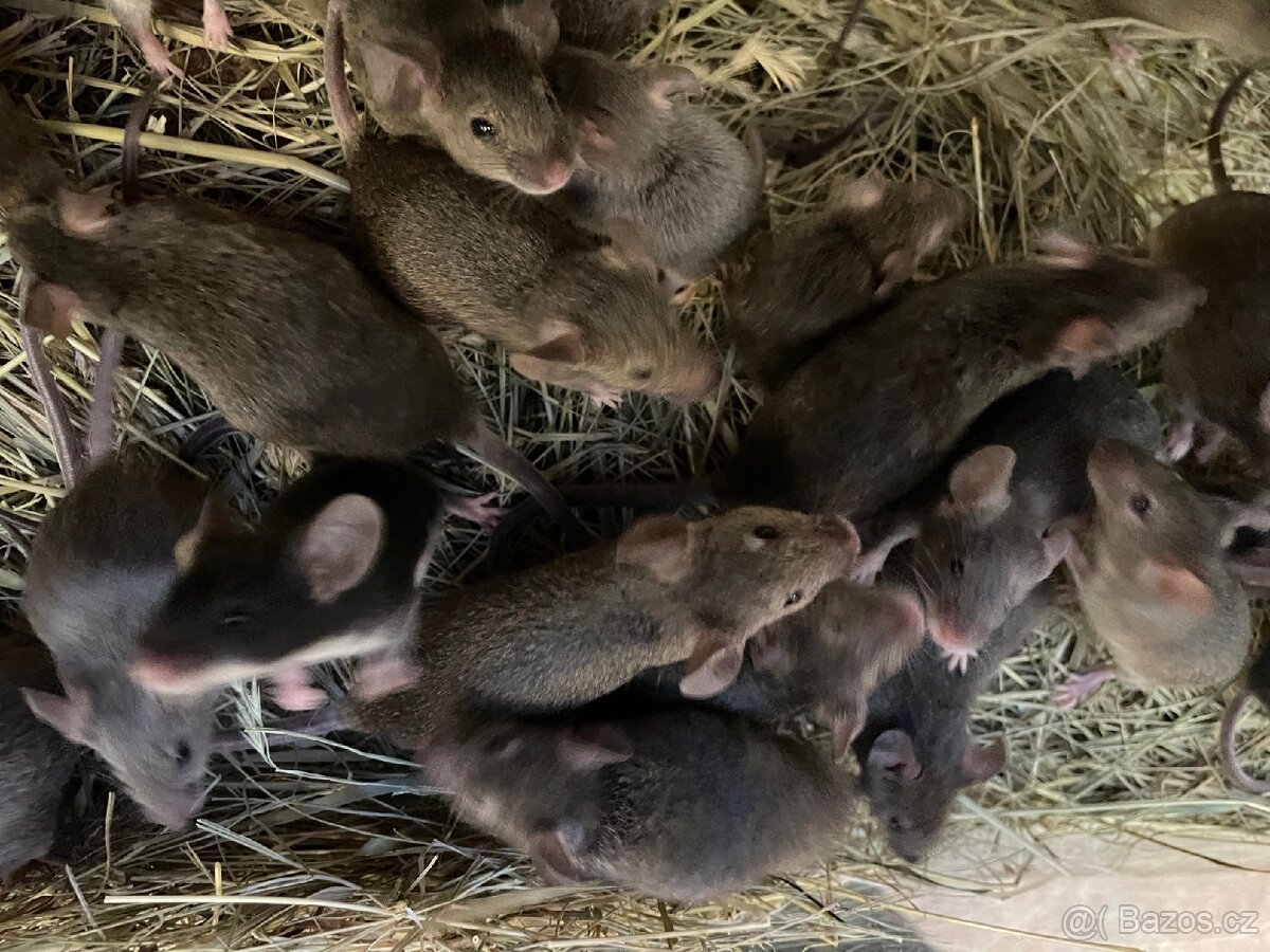 Myši laboratorní - 4