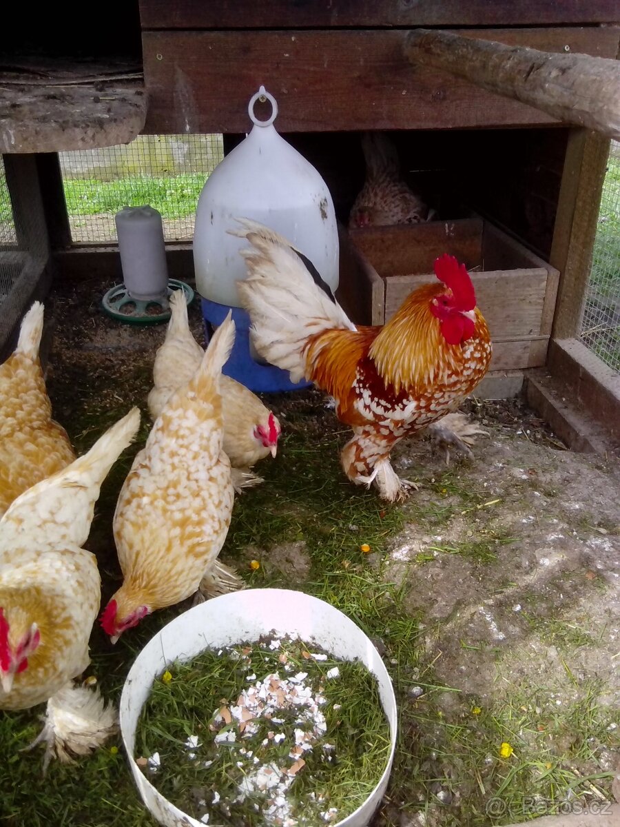 Zakrslá rousná NV - 4