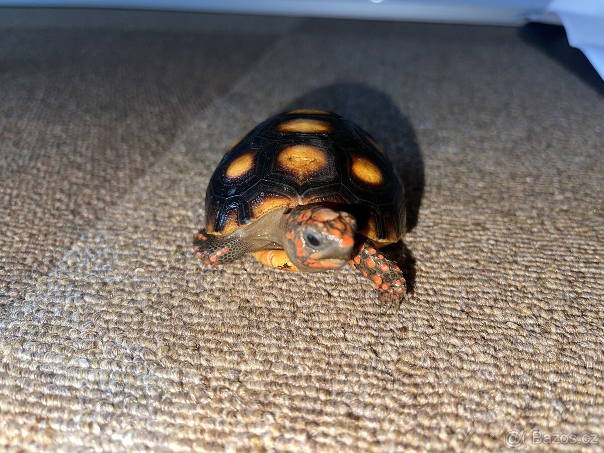 Želva uhlířská - mláďata - 4