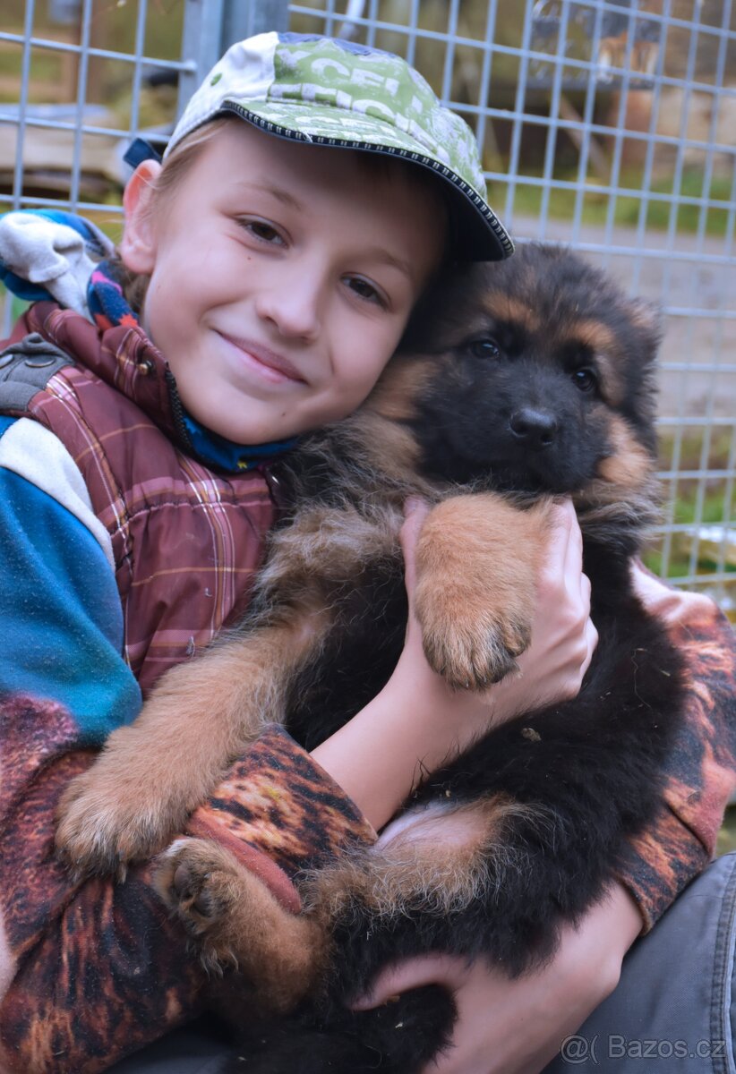 Německý Ovčák - štěňata - 4
