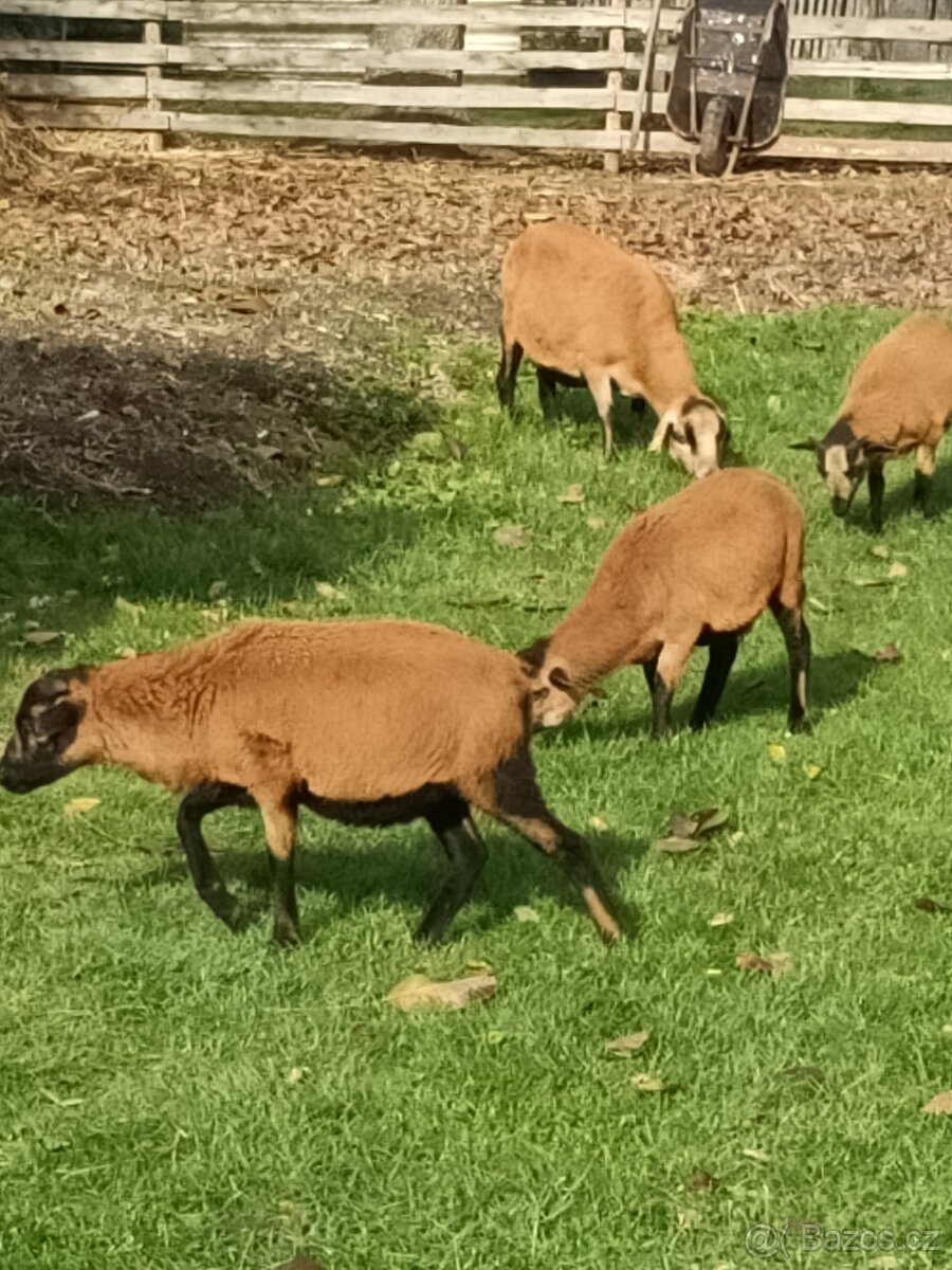 Kamerunské ovce - 4