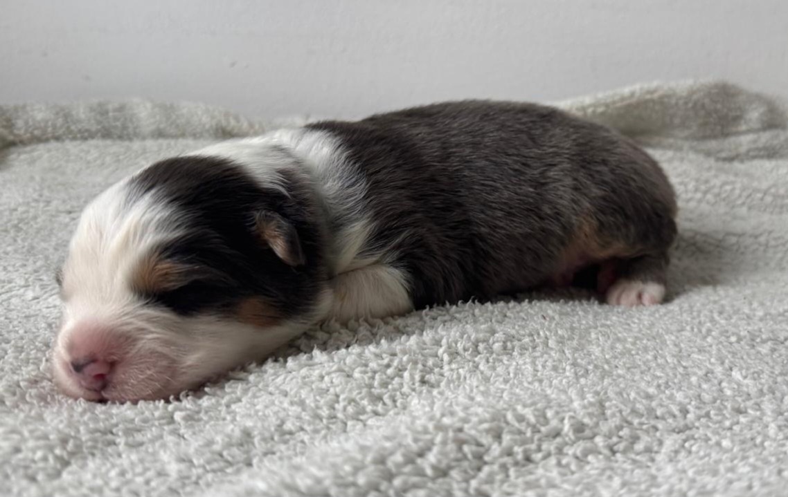 Prodám štěňata australského ovčáka s PP - 4