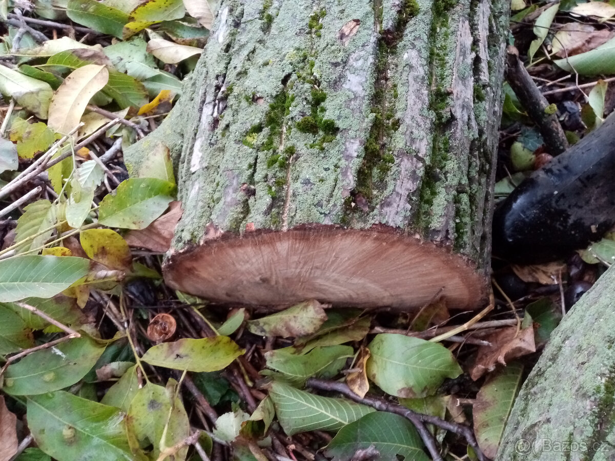 Prodám kmen ořešáku vlašského, ořech. - 4