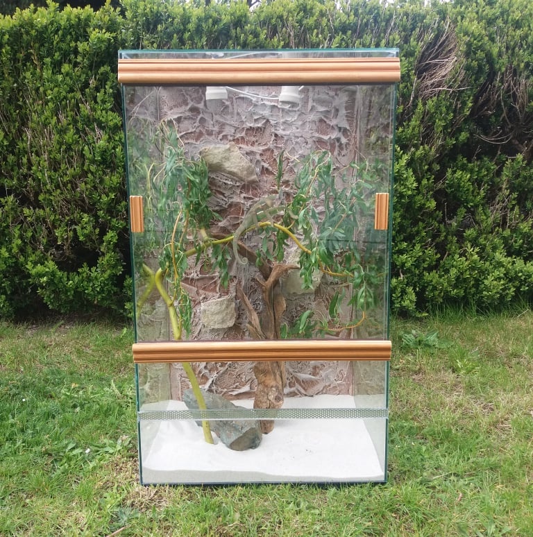 pagekon hrbolkohlavý, auriculatus, terárium - 4