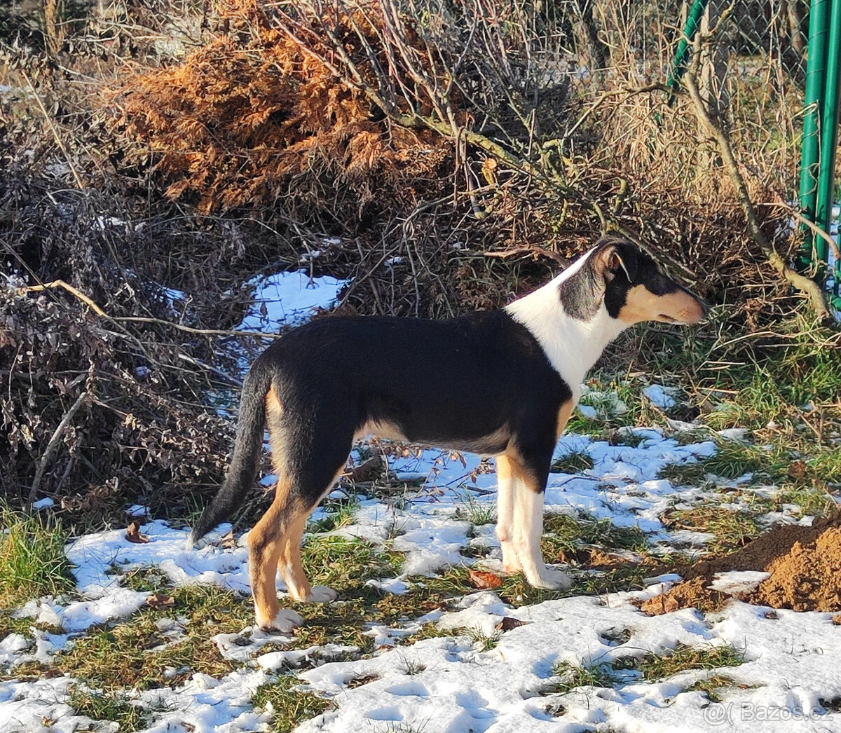 kólie krátkosrstá - 4