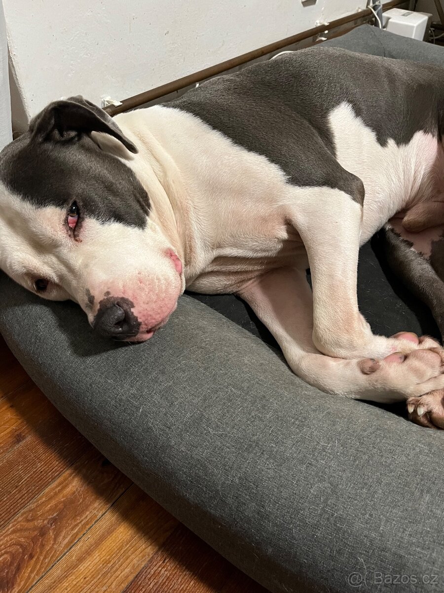 Americký Staffordšírský teriér - 4