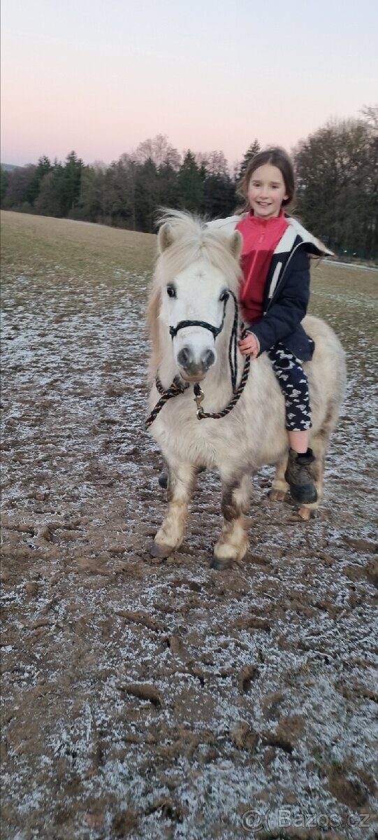 3 lety valach minihorse - 4