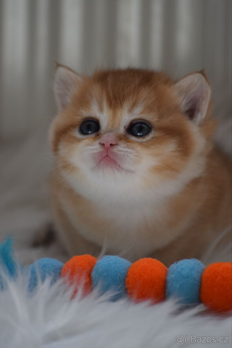 Britská koťata s PP - 4