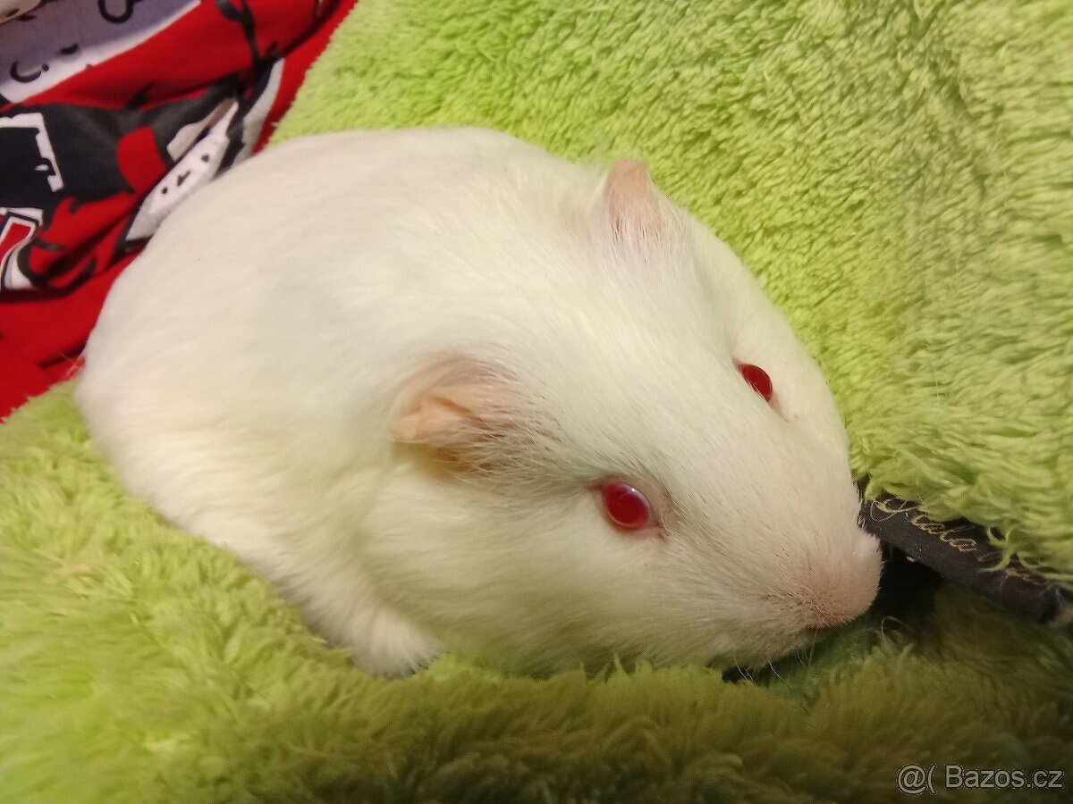 Morčátka Holky 2 - 4