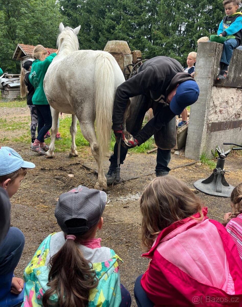 Pony, Cipísekek, 10 let 135cm ❤️🐎 - 4