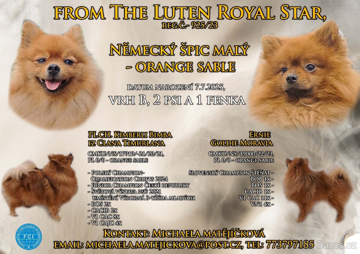 Německý špic malý s PP (FCI)– štěňátka k odběru - 4
