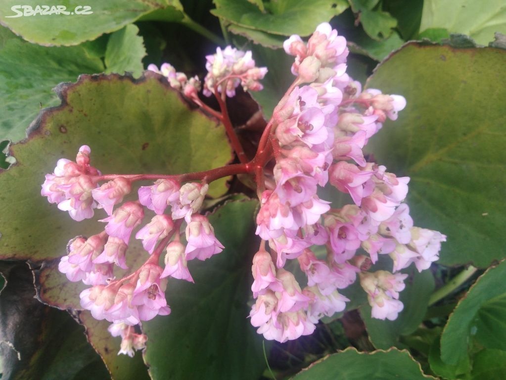 TRVALKY - mladé rostlinky - 4