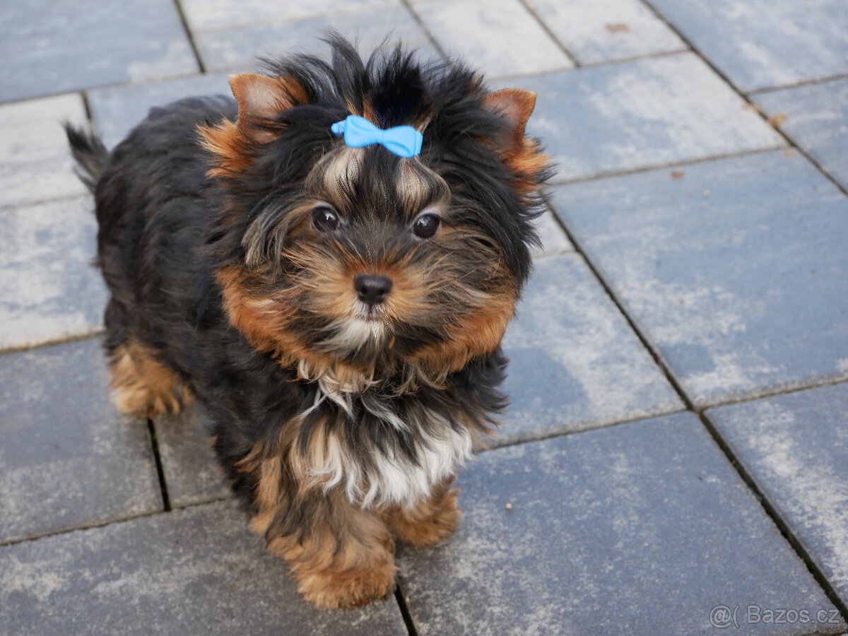 Jorkšírský teriér - spaltbiewer - 4