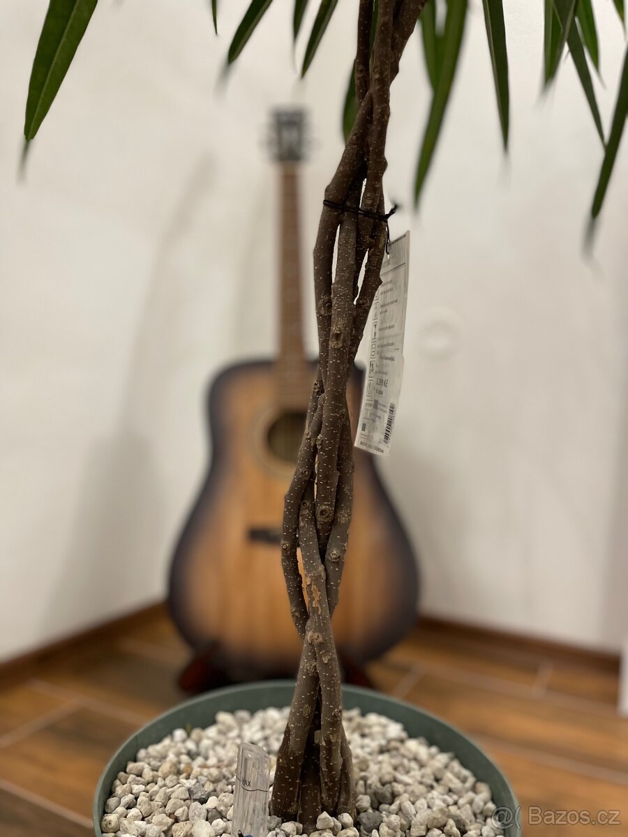 Ficus Mahori(Hydroponia) - 4