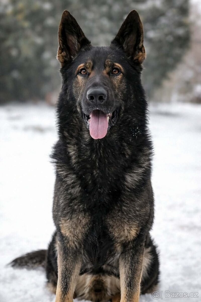 Německý ovčák štěňata - 4