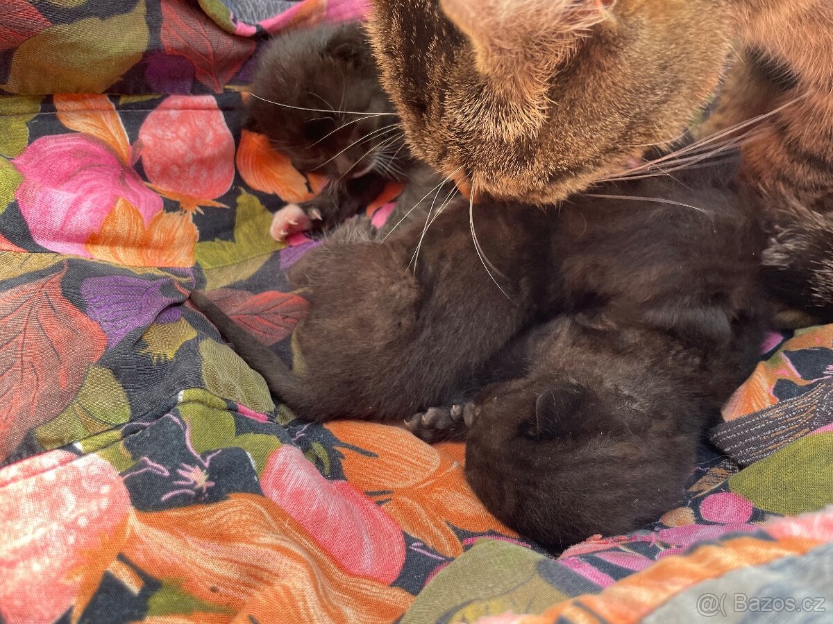 Koťata černá - 4