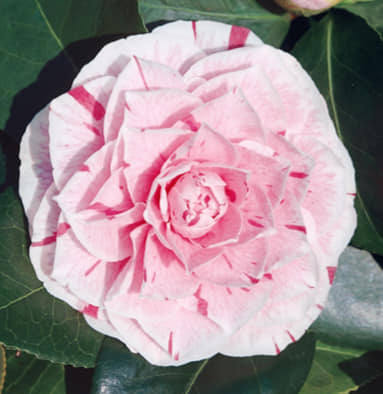 Kamélie japonská (Camellia Japonica) - 4