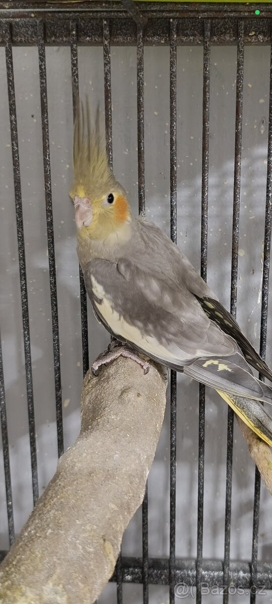 Korela chocholatá - 4