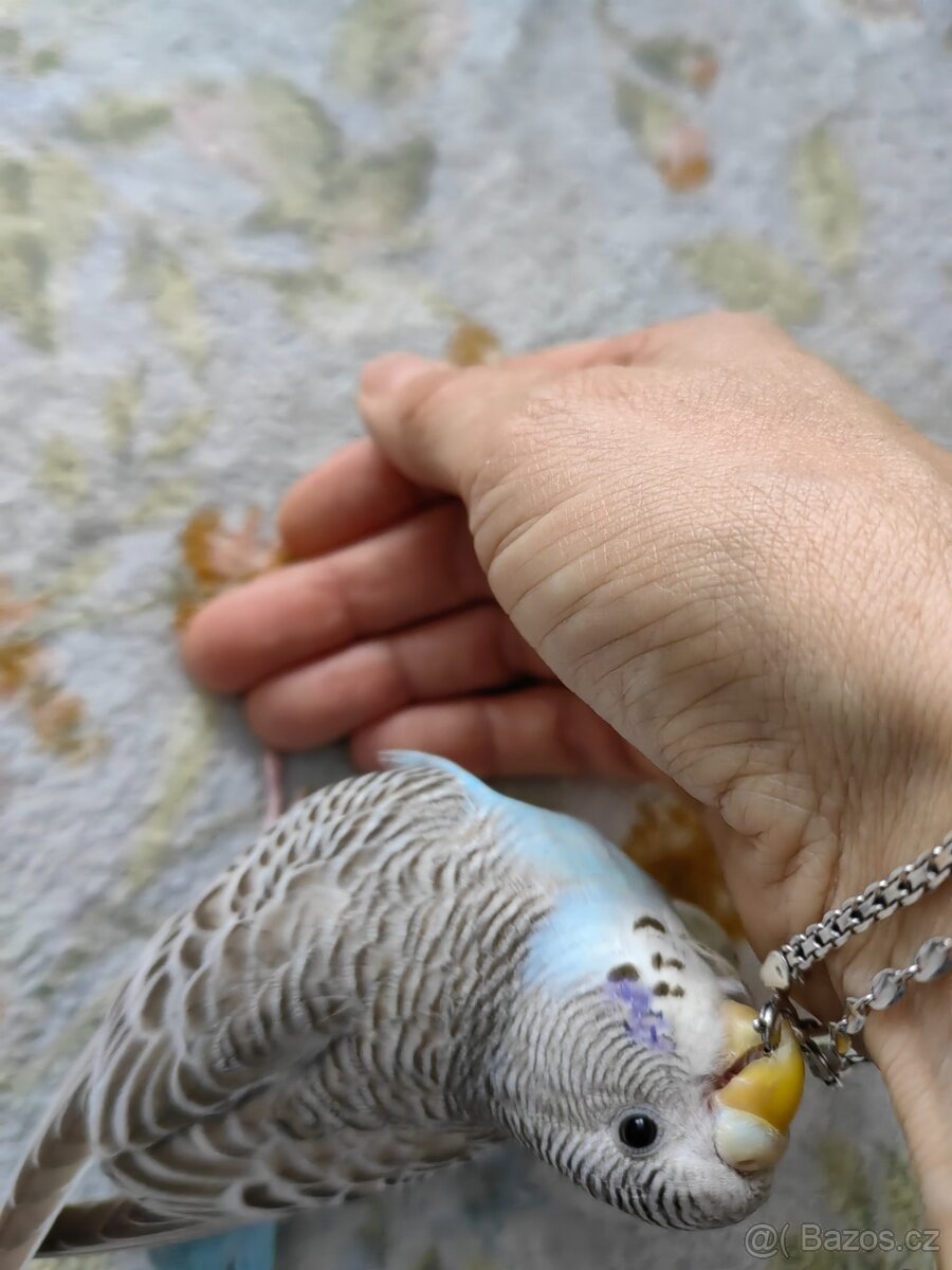 Andulka vlnkovaná - ručně dokrmená - 4