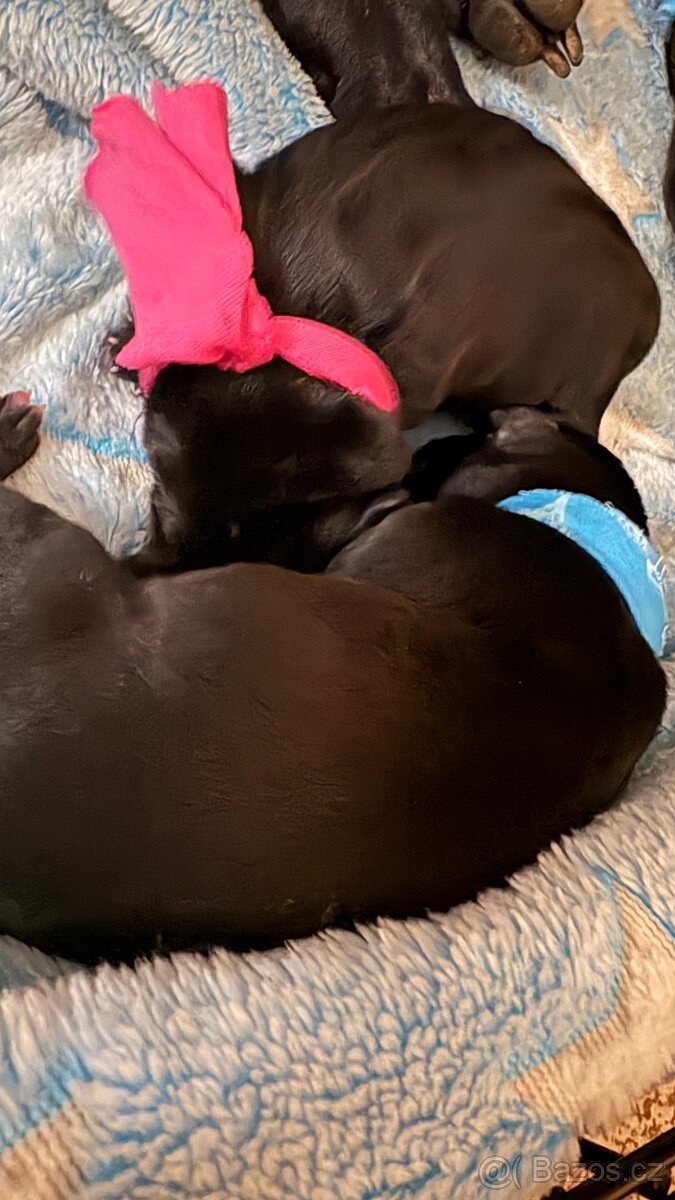 Štěňata - 4