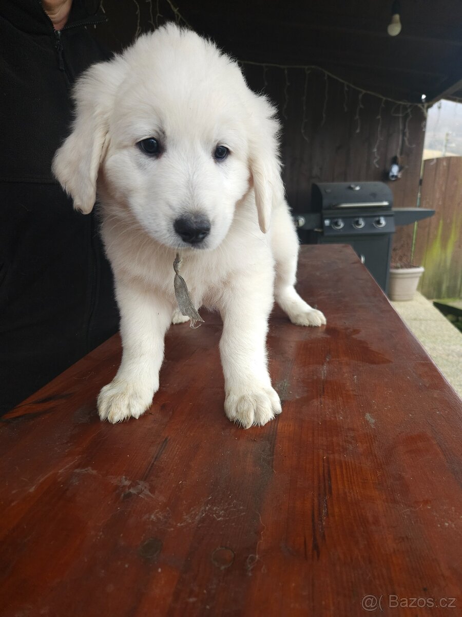 Slovenský čuvač - 4