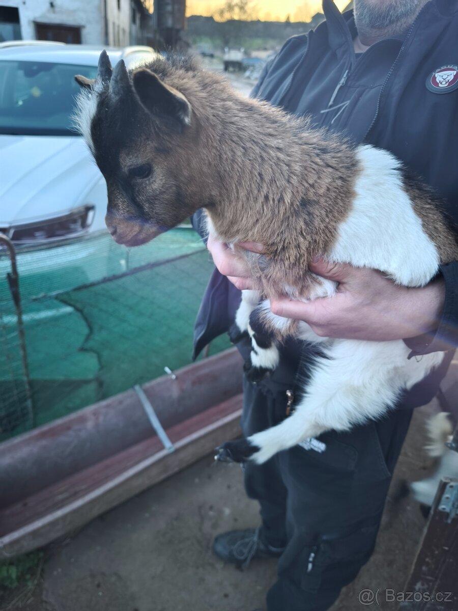 Holandská zakrslá koza - 4