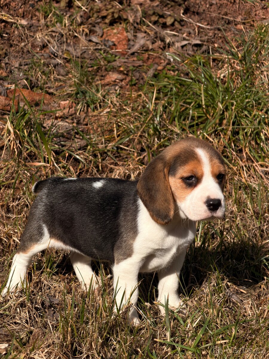 Bígl trikolor - štěňátka - 4