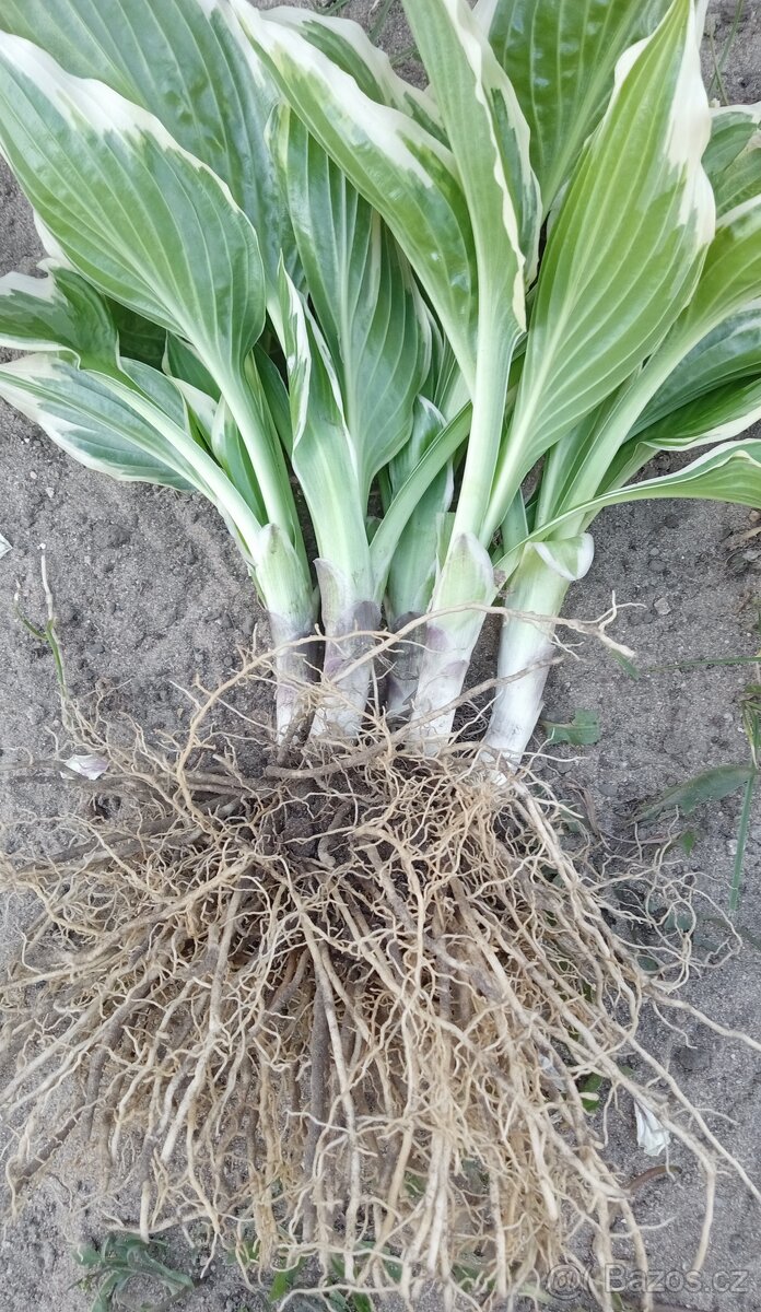 Hosta- bohyška - 4