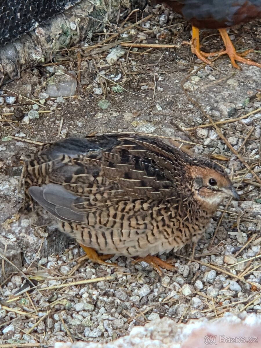 Křepelka čínská - 4