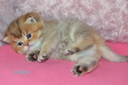 Koťátka k rezervaci s PP - 4
